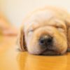 子犬熟睡